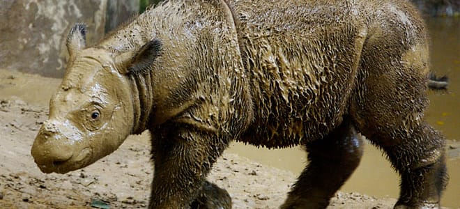 Ein Sumatra-Nashorn Baby das im Schlamm gebadet hat