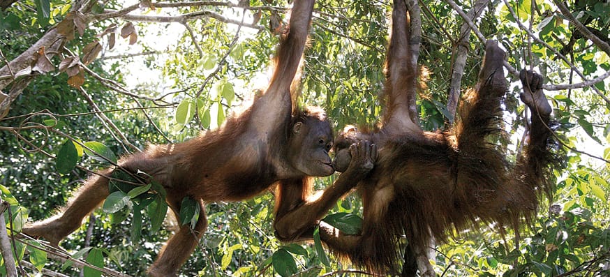 Zwei Orang-Utans küssen sich in den Baumwipfeln