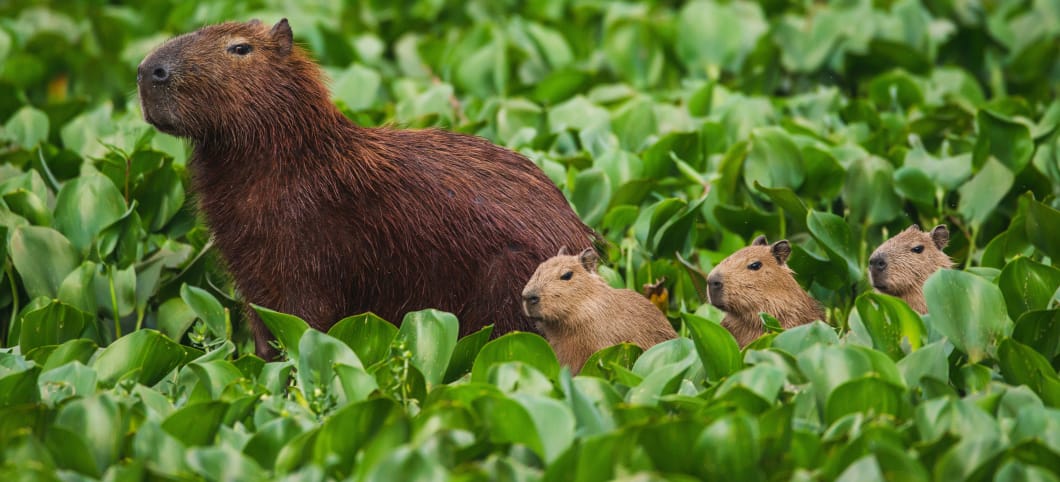 Capybara-Familie am Tietê River im Bundesstaat São Paulo state, Brasilien.