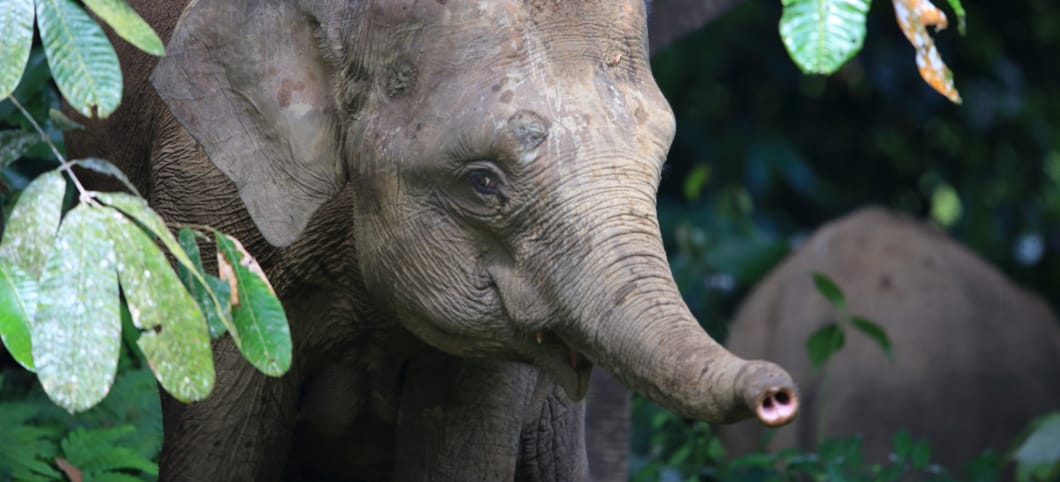 ein junger Borneo Zwergelefant reckt seinen kleinen Rüssel nach vorne