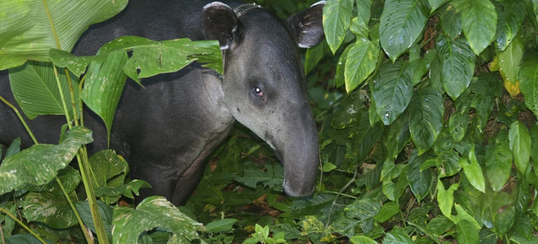 Mittelamerikanischer Tapir, stark gefährdet