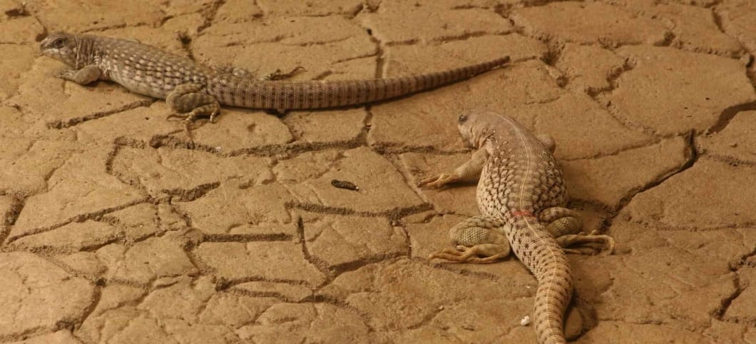 Wenn die Erde sich erwärmt, breiten sich die Steppen und Wüsten aus Zwei Echsen passen sich farblich dem ausgetrockneten Boden in der Savanne an.