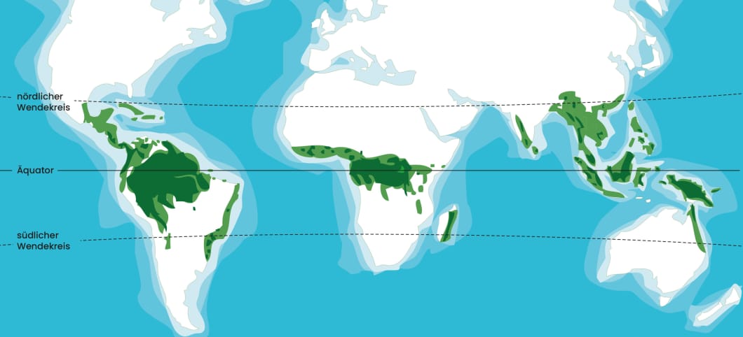 Illustration einer Weltkarte mit der Verteilung der Regenwälder