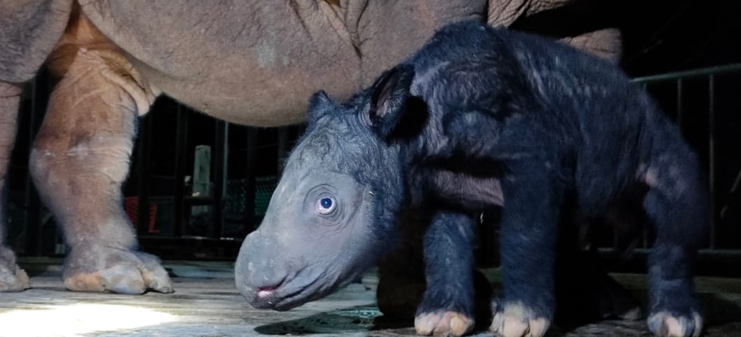 Neugeborenes Nashorn steht vor der Mutter, von der man nur den Körper und die Hinterbeine sieht