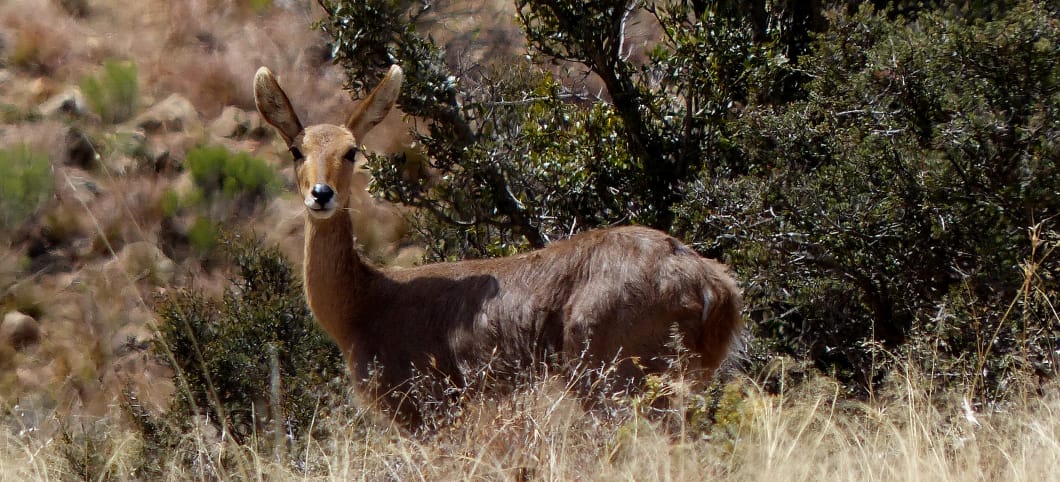 Der Bergriedbock ist stark gefährdet. In den letzten 15 Jahren hat sich der Bestand dieser Antilope halbiert Antilope steht vor Büschen im hohen Gras