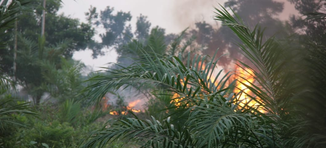 Brandrodung auf Sumatra in Indonesien für Palmölplantagen Brenndende Regenwaldpflanzen
