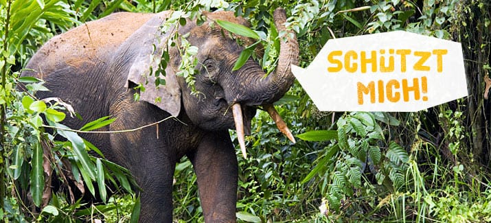 Die Tiere im Regenwald brauchen unseren Schutz