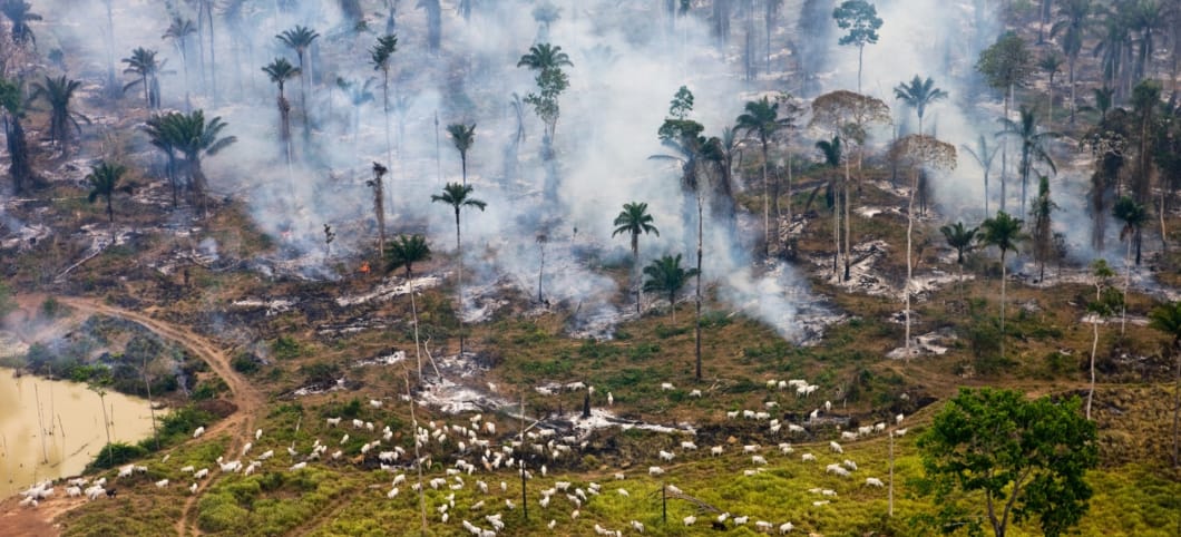 Luftaufnahme von Rindern, die neben brennendem Amazonas-Regenwald auf einer Weide grasen