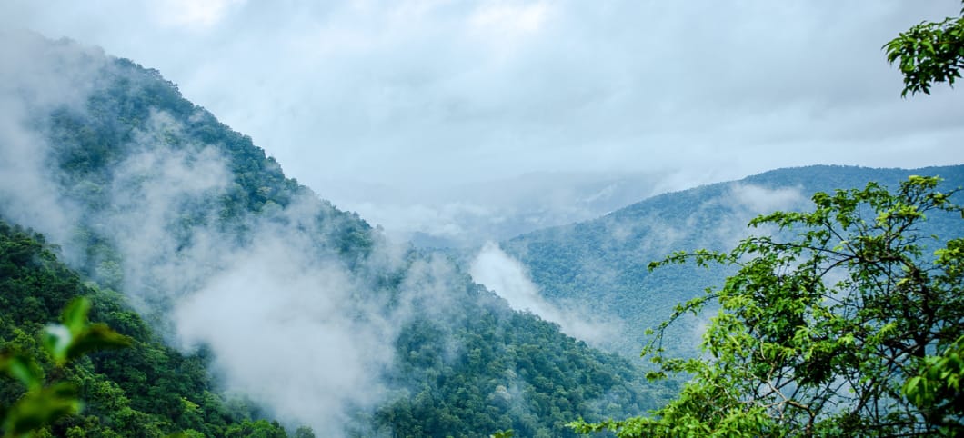 Feuchtigkeit liegt in der Luft Baumreiche Hügel mit Nebel bedeckt