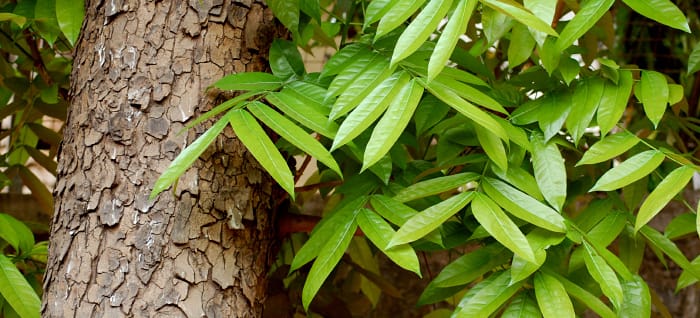 Amerikanischer Mahagoni mit Stamm und Blättern