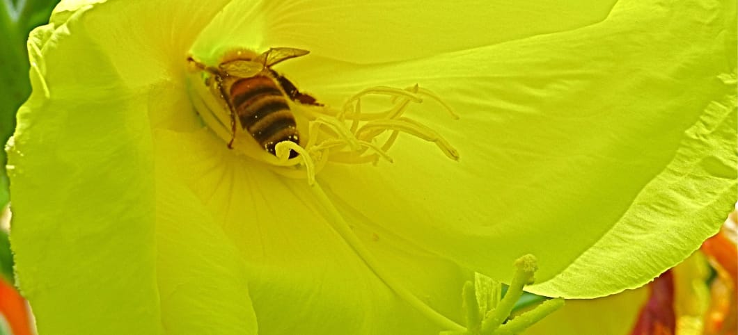 Eine Biene fliegt tief in den Trichter der Nachtkerze, um den besonders süßen Nektar zu trinken. Blütenstaub bleibt an der Biene haften. Die gesammelten, nahrhaften Pollen der Nachkerze trägt sie in ihren Stock. Eine Biene fliegt tief in den Trichter der Nachtkerze, um den Nektar zu trinken
