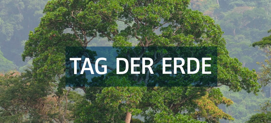 Regenwald in Nigeria Regenwald in Nigeria