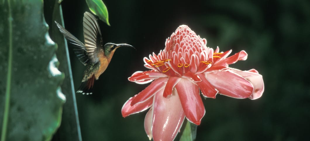 ein Kolibri fliegt die Blüte des Fackel-Ingwer an