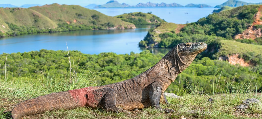 Die Riesenechse fühlt sich beim Sonnenbad im lichten Grasland besonders wohl Männlicher Komodowaran auf einem Hügel über dem Meer