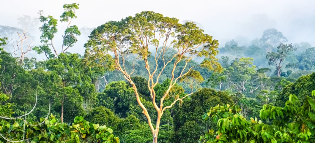 Ein Baumriese ragt über das Kronendach des Regenwaldes Regenwald mit vielen Bäumen und weißem Himmel