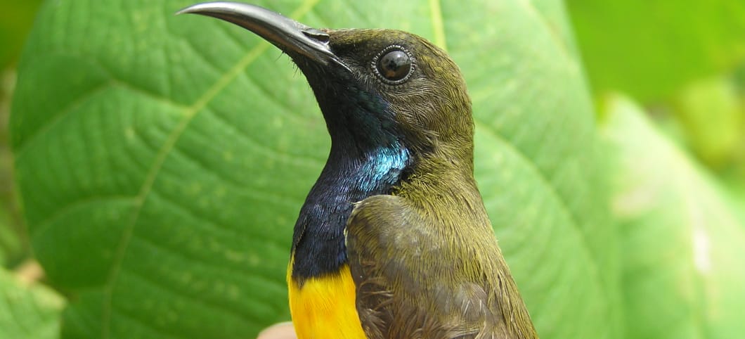 der kleine Vogel sitzt auf einer hand, er hat olivfarbenes Rückengefieder, eine blau-metallisch glänzende Brust und einen gelben Bauch