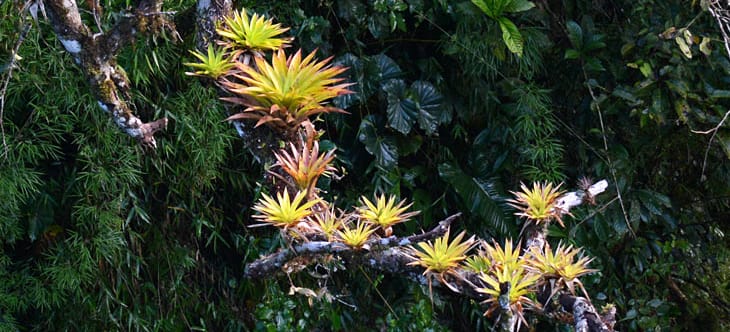 Bromelien im Regenwald Bromelien im Regenwald
