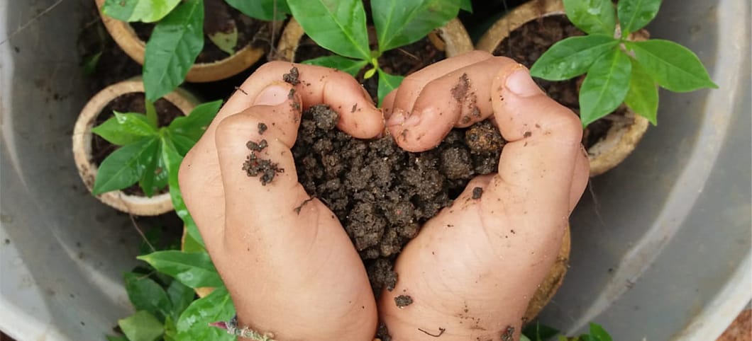 Kinderhände halten Regenwald-Erde in zu einem Herz geformten Händen, darunter sind Regenwald-Setzlinge zu sehen