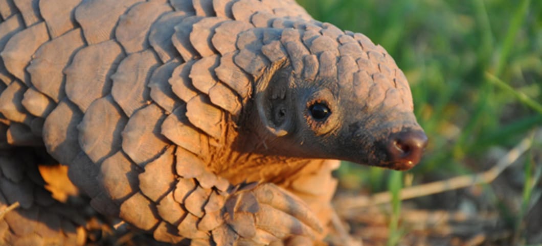 Pangoline sind kaum bekannt – und doch stark bedroht Vom Aussterben bedrohtes Pangolin bzw. Schuppentier