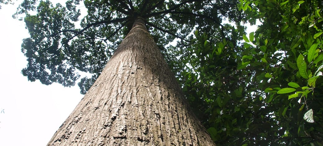 Der Flügelfruchtbaum gehört mit etwa 90 Metern zu den größten Tropenbäumen in Sabah. Unsere Partner ziehen die Samen aus der Flügelfrucht in Baumschulen heran und pflanzen sie später im Urwald aus. So wächst ein neuer Wald heran – Lebensraum für Zwergelefanten, Schlangehalsvögel, Hornvögel, Nasenaffen und Orang-Utans (Tierbilder unten). Der Stamm und die Krone eines Flügelfruchtbaum von unten fotografiert.