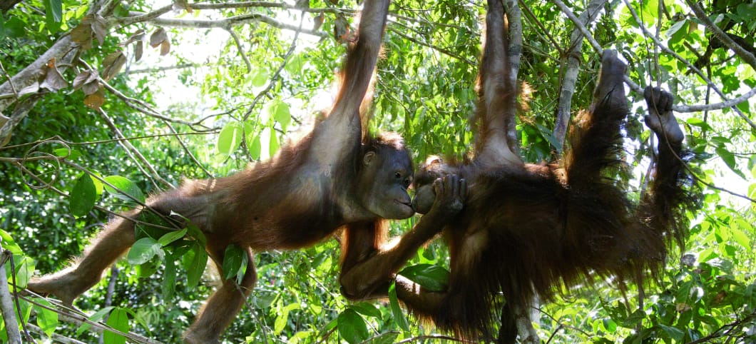 Zwei Orang-Utans hängen an je einem Arm von einem Ast herunter und küssen sich. 