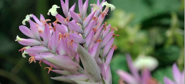 Tillandsie (Tillandsia cacticola), gesehen in der Wilhelma in Stuttgart Lila Blume mit gelben Blüten