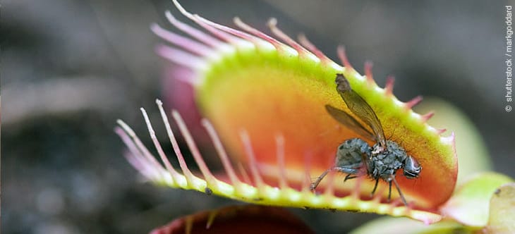 Gleich schnappen die Blätter der Venusfliegenfalle zu – das Insekt hat keine Chance Kannenpflanze im Regenwald