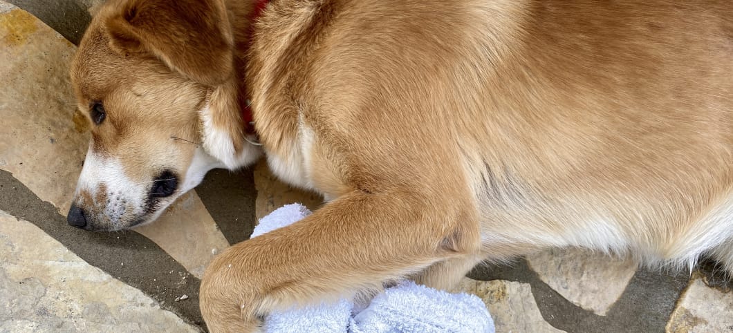 Keine Lust zu spielen: Rudy mit seinem Zergel Schlafender Hund mit Spielzeug